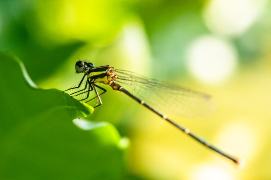 dragonfly-2023-11-27-05-11-23-utc (Grande)